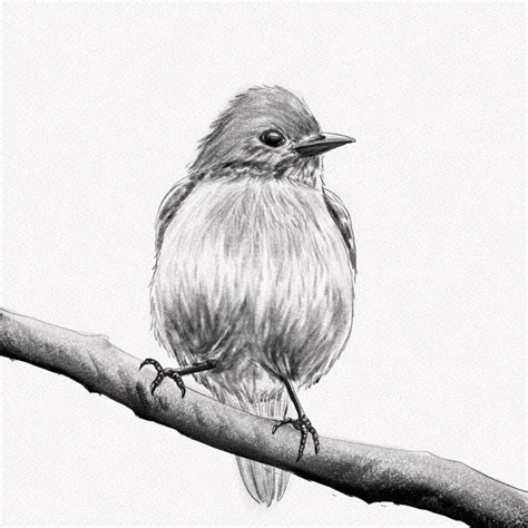 How To Draw A Realistic Bird Step By Step With Pencil - Infoupdate.org