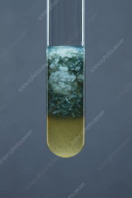 Iron (II) carbonate precipitate - Stock Image - C028/0742 - Science ...