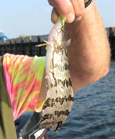 Giant Kelpfish pictures and species identification