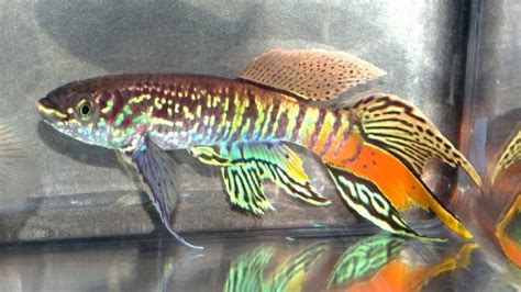 Blue Gularis Killifish Lifespan: A Useful Data You Must Know