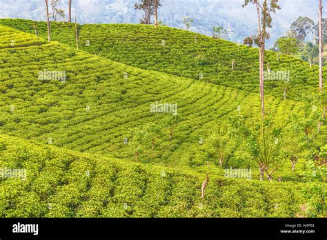 Ceylon tea hi-res stock photography and images - Alamy