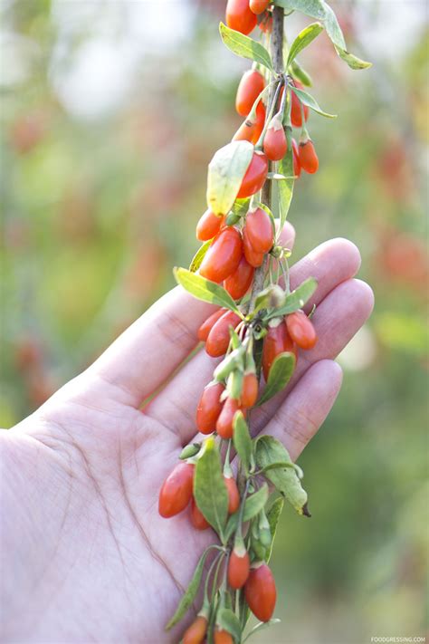 Visit to Aldergrove's U-Pick Goji Berry Farm - Gojoy | Foodgressing