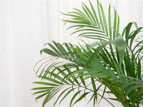 Areca Palm Plant