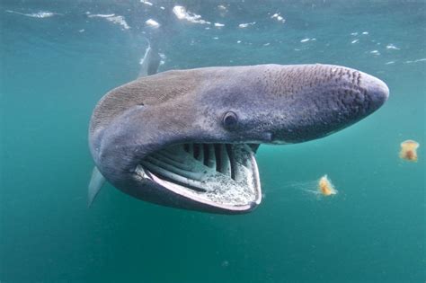 Robot cameras reveal 360-degree view of basking sharks | WWF