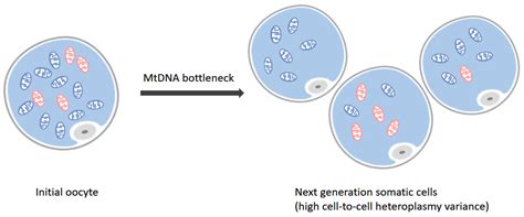 Molecules | Free Full-Text | Recent Advances in Detecting Mitochondrial ...