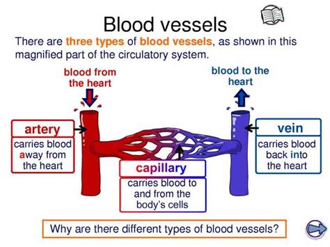 Anatomy The Three Kinds Of Blood Vessels | MedicineBTG.com