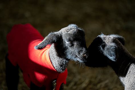 Texas 4-H Sheep Project - Texas A&M AgriLife Extension Service