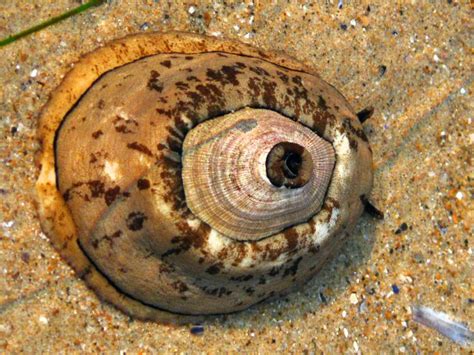 Giant keyhole limpet, Megathura crenulata – Biodiversity Atlas of LA