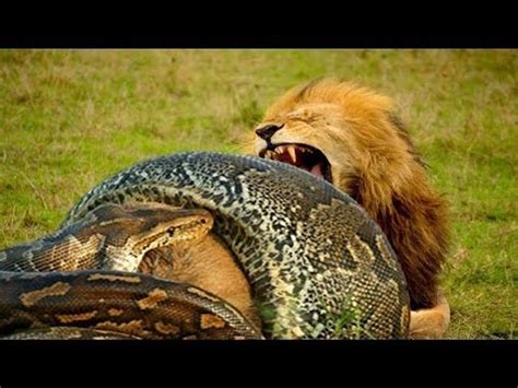 Snake Eats Lion