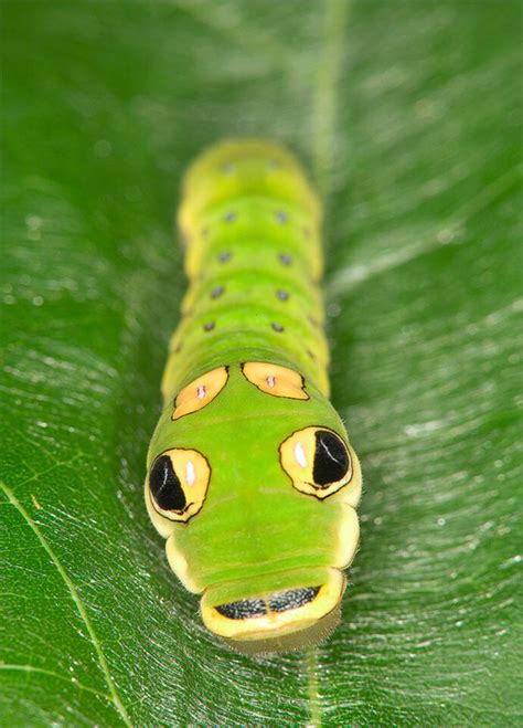 Spicebush Swallowtail Caterpillar | Papilio troilus | Patrick Zephyr ...