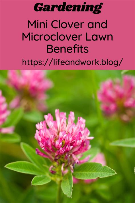 Mini Clover and Microclover Lawn Benefits