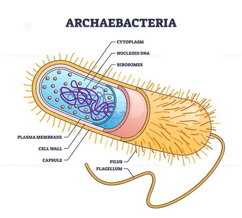 Archaea or archaebacteria detailed anatomical inner structure outline ...