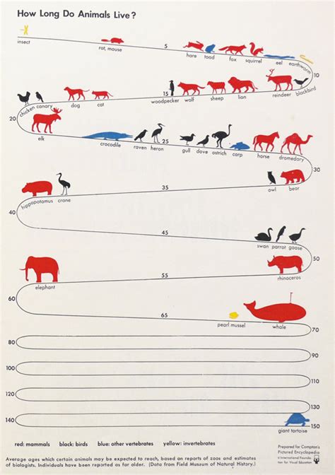 Chart Showing The Average Life Spans of Animals