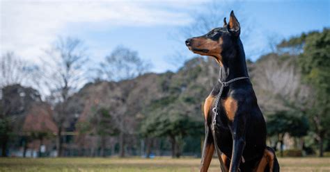 Doberman Protection Dogs | Doberman Family Protection Dogs | Prestige K9