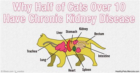 The Dangers of Chronic Kidney Disease in Cats