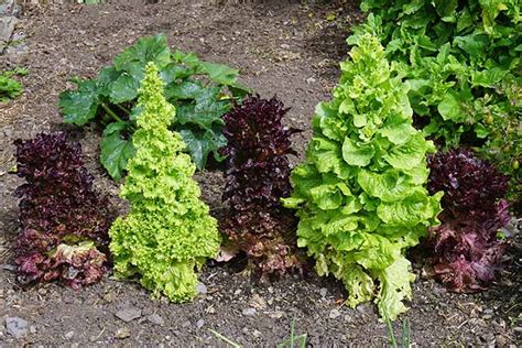 How to Plant and Grow Leaf Lettuce | Gardener’s Path