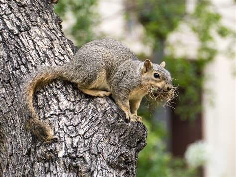 Fox Squirrel Building a Nest | seen at Caltech | debit72 | Flickr