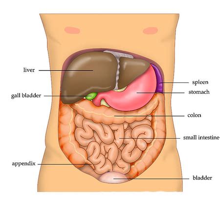 Organs in the Four Abdominal Quadrants - Video & Lesson Transcript ...