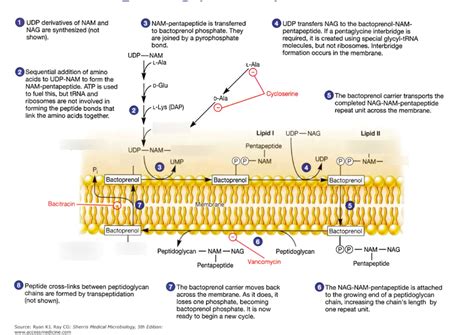 Peptidoglycan Synthesis Diagram | Quizlet