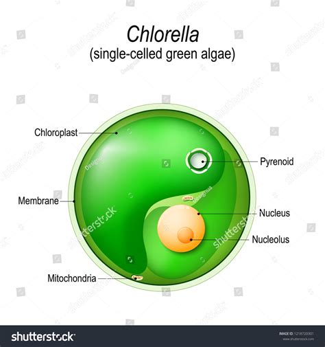 Vektor Stok Chlorella Anatomy Singlecelled Green Algae Vector (Tanpa ...