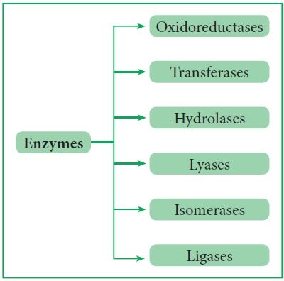 6 Types Of Enzymes