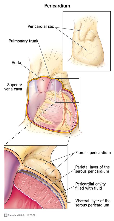 Pericardial Cavity