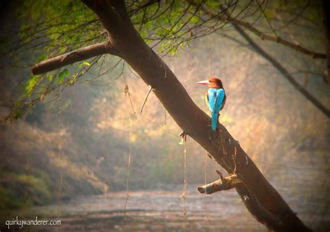 Keoladeo National Park: A birder's delight - Quirky Wanderer