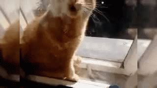 Cat Yawn GIF - Cat Yawn Sleepy - Discover & Share GIFs