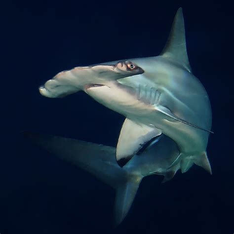 Hammerhead Shark | The scalloped hammerhead (Sphyrna lewini)… | Flickr