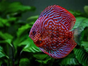 Tips for Breeding Discus Fish - RateMyFishTank.com