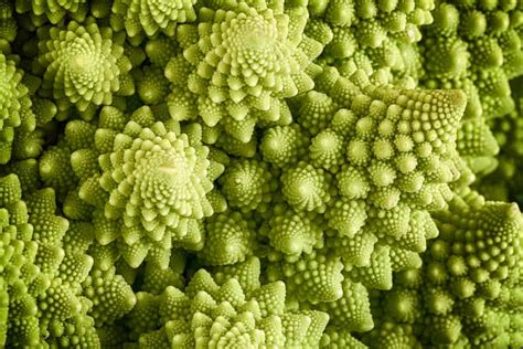 Growing Romanesco: How to Plant and Care For Romanesco