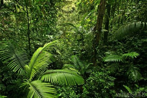 inside of the brazilian rainforest - Google Search | Tropical ...