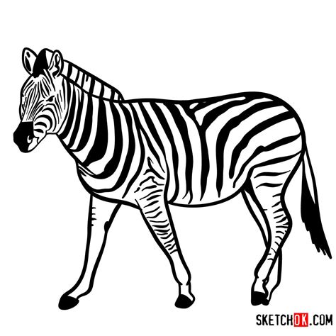 How to draw a Zebra | Wild Animals - Sketchok easy drawing guides