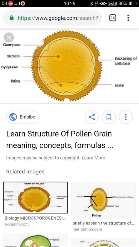 Pollen Grain Diagram