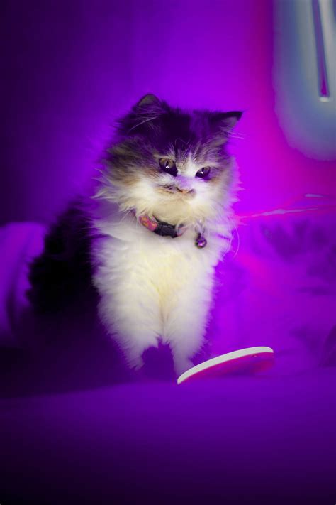 Download Cute Purple Cat Wallpaper | Wallpapers.com