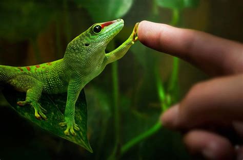 Phelsuma Madagascariensis is a large day lizard common in Madagascar ...