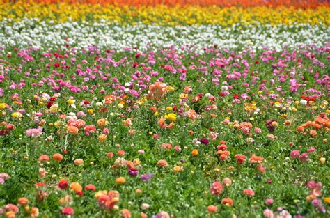 The Flower Fields - Wikipedia