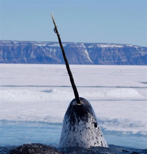 Narwhal Facts and Pictures