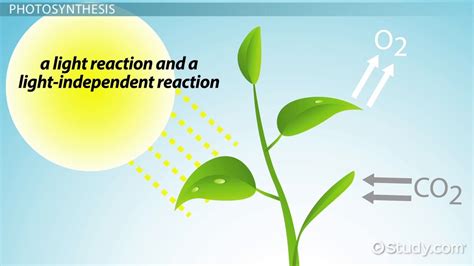 Carbon Fixation | Definition, Reaction & Photosynthesis - Video ...