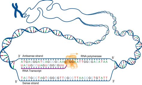 DNA and Proteins - Genetics Generation