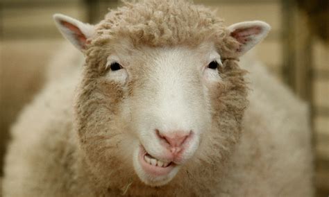 Dolly: The Sheep That Changed the World – VideoNeat