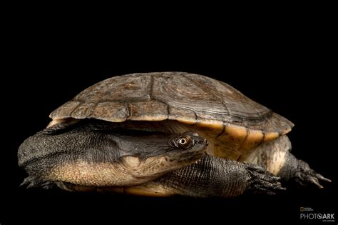 Photo Ark Home New Guinea Snake-Necked Turtle | National Geographic Society