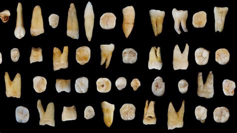 Fossil teeth place humans in Asia '20,000 years early' - BBC News