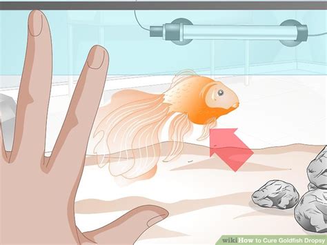 How to Cure Goldfish Dropsy: 15 Steps (with Pictures) - wikiHow