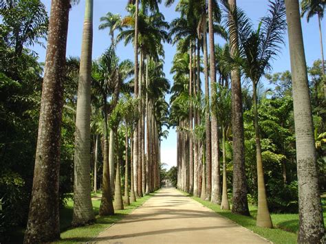 Jardim Botânico do Rio permanece fechado na quinta (10) | VEJA RIO