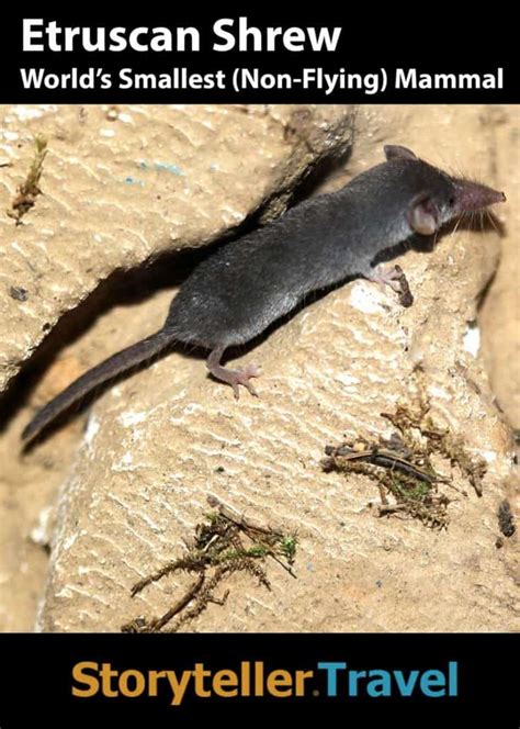 14 Etruscan Shrew Facts: World's Smallest Mammal (Non-Flying ...