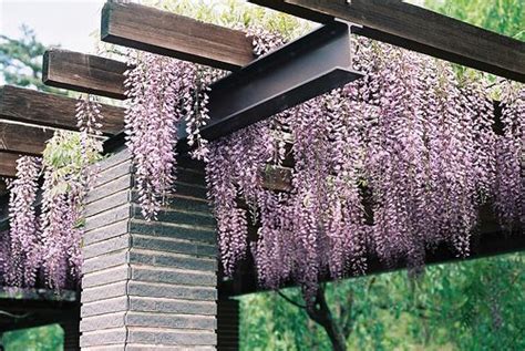 9 best Wisteria trellis images on Pinterest