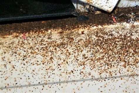 What Do Roach Droppings Look Like? - Cockroach Facts