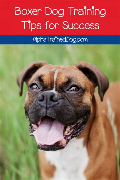 Boxer Dog Training Tips for Success - Alpha Trained Dog