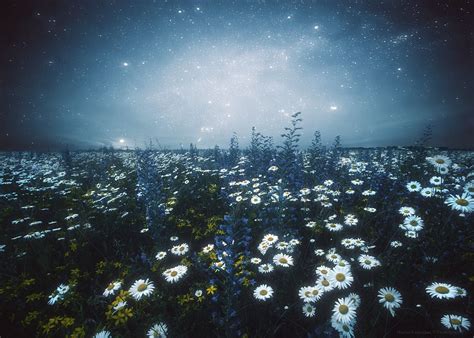 Field of Flowers | Flower field, Daisy field, Night sky painting